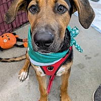 adopt a pet