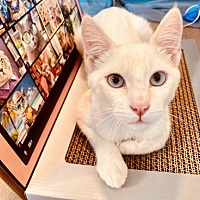 adopt a pet