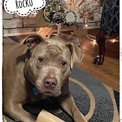 Thumbnail photo of ROCKO - In Foster #4
