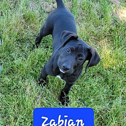 Photo of Zabian