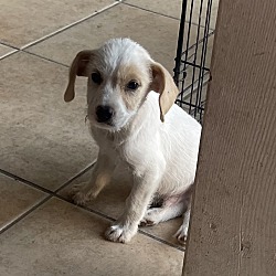 Photo of PUPPY- Bandit forever home