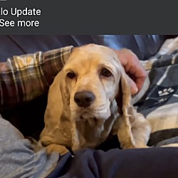 Thumbnail photo of Milo 7yr Adopted #4