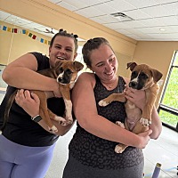 adopt a pet