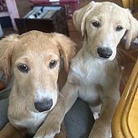adopt a pet
