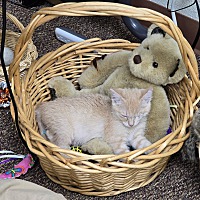adopt a pet