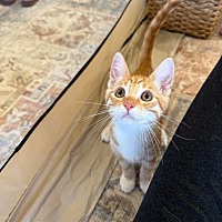adopt a pet