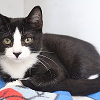 UPSIDE DOWN PINEAPPLE - Domestic Shorthair available for adoption