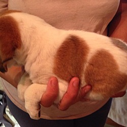 Thumbnail photo of Millington Pup #3-Boy! #3