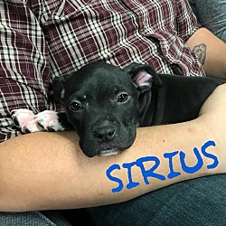 Photo of Sirius