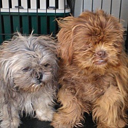 Thumbnail photo of Chewy and Pepper #1
