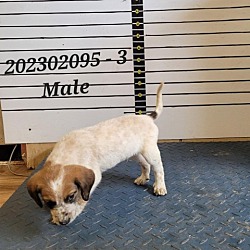 Photo of Dubois Puppy #3 - Grant Parish