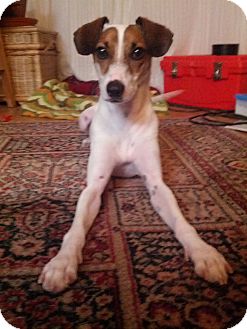 Philadelphia Pa Toy Fox Terrier Meet Nickson A Pet For Adoption