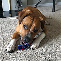 adopt a pet