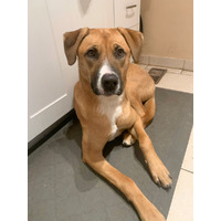 adopt-pet