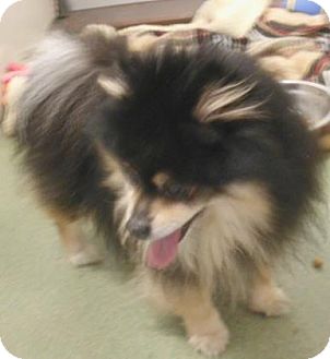 Cleveland Oh Pomeranian Meet Gizmo A Pet For Adoption