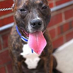 Thumbnail photo of Chance-Adopted! #1