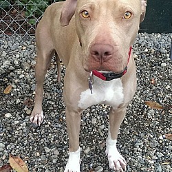 Weimaraner american best sale staffordshire terrier mix