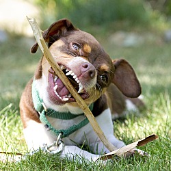 Thumbnail photo of Twix- Loves to Play Fetch #1