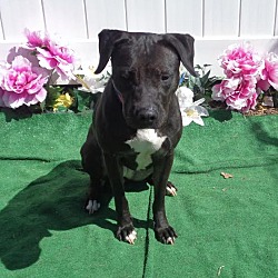 Thumbnail photo of STELLA - adopted @ off-site #4