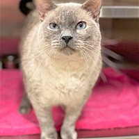 Siamese Kittens For Sale In Kansas Adoptapet Com
