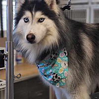 adopt a pet