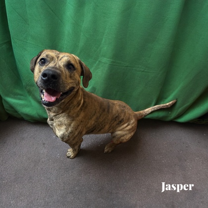 Thumbnail photo of Jasper #3