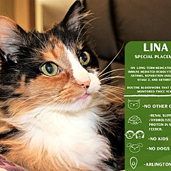 Thumbnail photo of Lina #1
