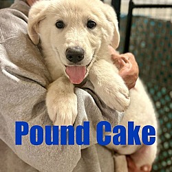 Thumbnail photo of Pound Cake #1