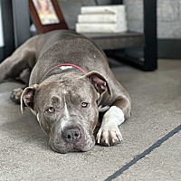 adopt a pet
