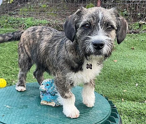 Creston, Ca - Brussels Griffon Schnauzer (standard). Meet Waldo A Pet 