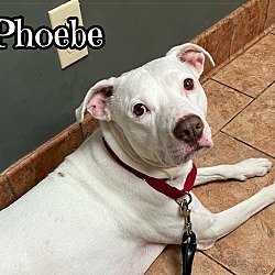 Thumbnail photo of Phoebe #1