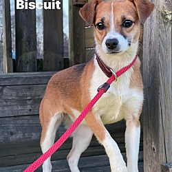 Thumbnail photo of Biscuit #4
