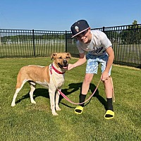 adopt a pet
