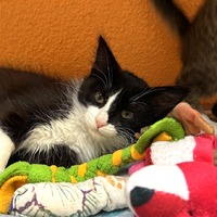 adopt a pet