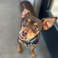 adopt a pet
