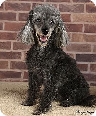 Las Vegas, NV - Poodle (Miniature). Meet Gulliver a Pet for Adoption.