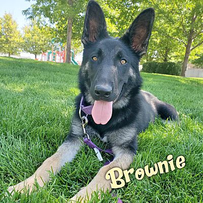 german shepherd puppies windsor