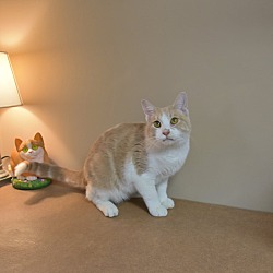 Starke County Humane Society In North Judson Indiana