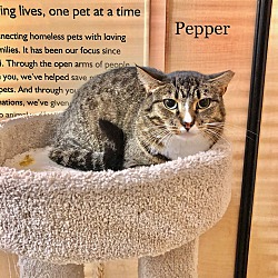 Thumbnail photo of Pepper #4