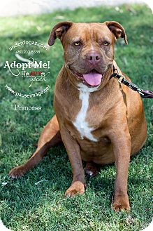 Gilbert Az Dogue De Bordeaux Meet Princess A Pet For Adoption Gilbert Az Dogue De Bordeaux Meet