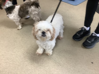 Fort Worth, TX - Shih Tzu. Meet Snowball a Pet for Adoption - AdoptaPet.com