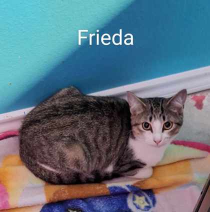 Photo of Frieda
