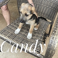 Thumbnail photo of Candy Lonestar #4