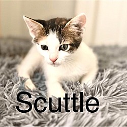 Thumbnail photo of Scuttle #1