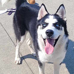 Thumbnail photo of Denali! Handsome Husky Boy! #3