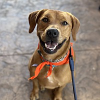 adopt a pet