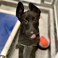 adopt a pet