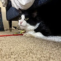 adopt a pet
