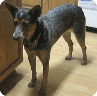 catalina cattle dog