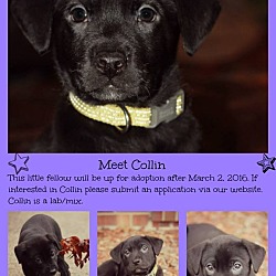 Thumbnail photo of Collin- pending adoption #1